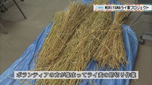 0728 ライ麦プロジェクト (4).jpg